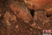 东阳江西发现蜘蛛新物种 为研究呵叻蛛属适应区域提供依据