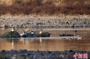 东阳歙县完成安徽首个县域生物多样性调查 共记录物种近4千种